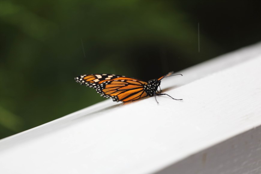 Then came Mom, Betty's surprise! We released butterflies 