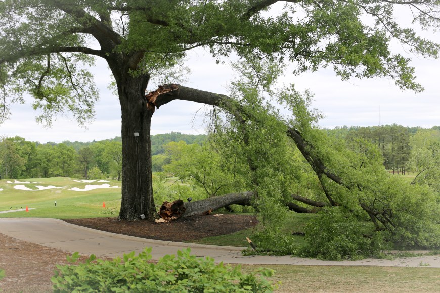 The drama of the day: fallen tree.